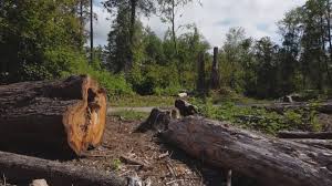 Best Tree Disease Treatment  in Madera Ranchos, CA