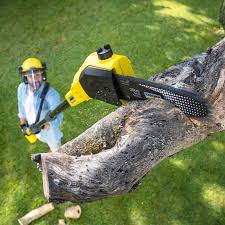Best Grass Overseeding  in Madera Ranchos, CA