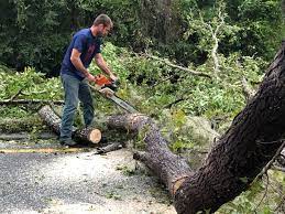 Best Stump Grinding and Removal  in Madera Ranchos, CA