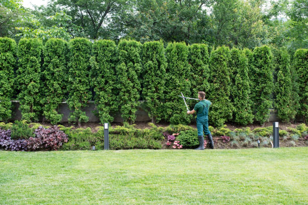 Best Lawn Drainage Solutions  in Madera Ranchos, CA
