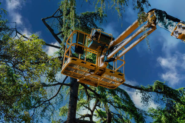 Best Leaf Removal  in Madera Ranchos, CA
