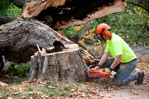 Best Root Management and Removal  in Madera Ranchos, CA