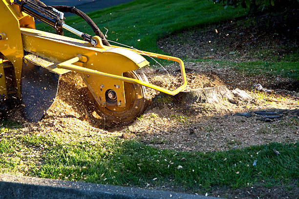 Best Tree Preservation Services  in Madera Ranchos, CA