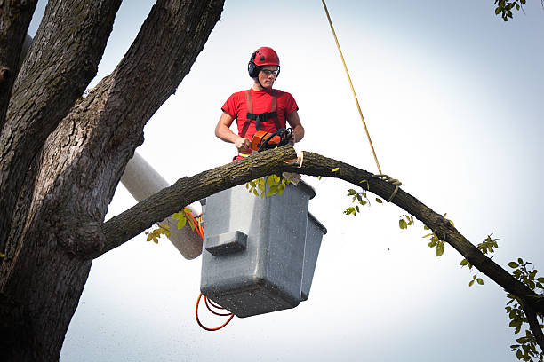 Best Tree and Shrub Care  in Madera Ranchos, CA