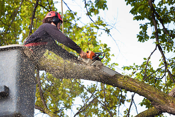 Best Utility Line Clearance  in Madera Ranchos, CA